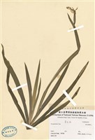 藏品(紫色蝴蝶花)的圖片